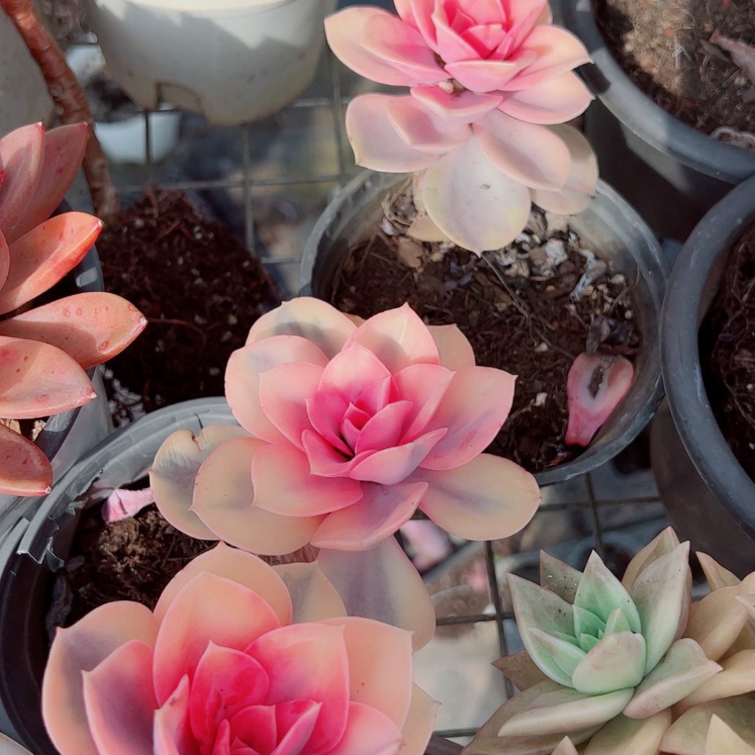 彩虹大单头精品特价二盆