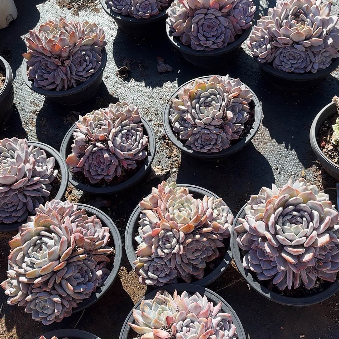 W***q13颗梦露包邮，我就不