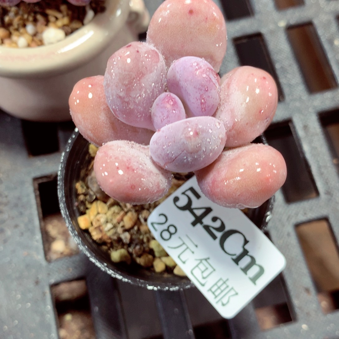 5厘米盆精控多肉542