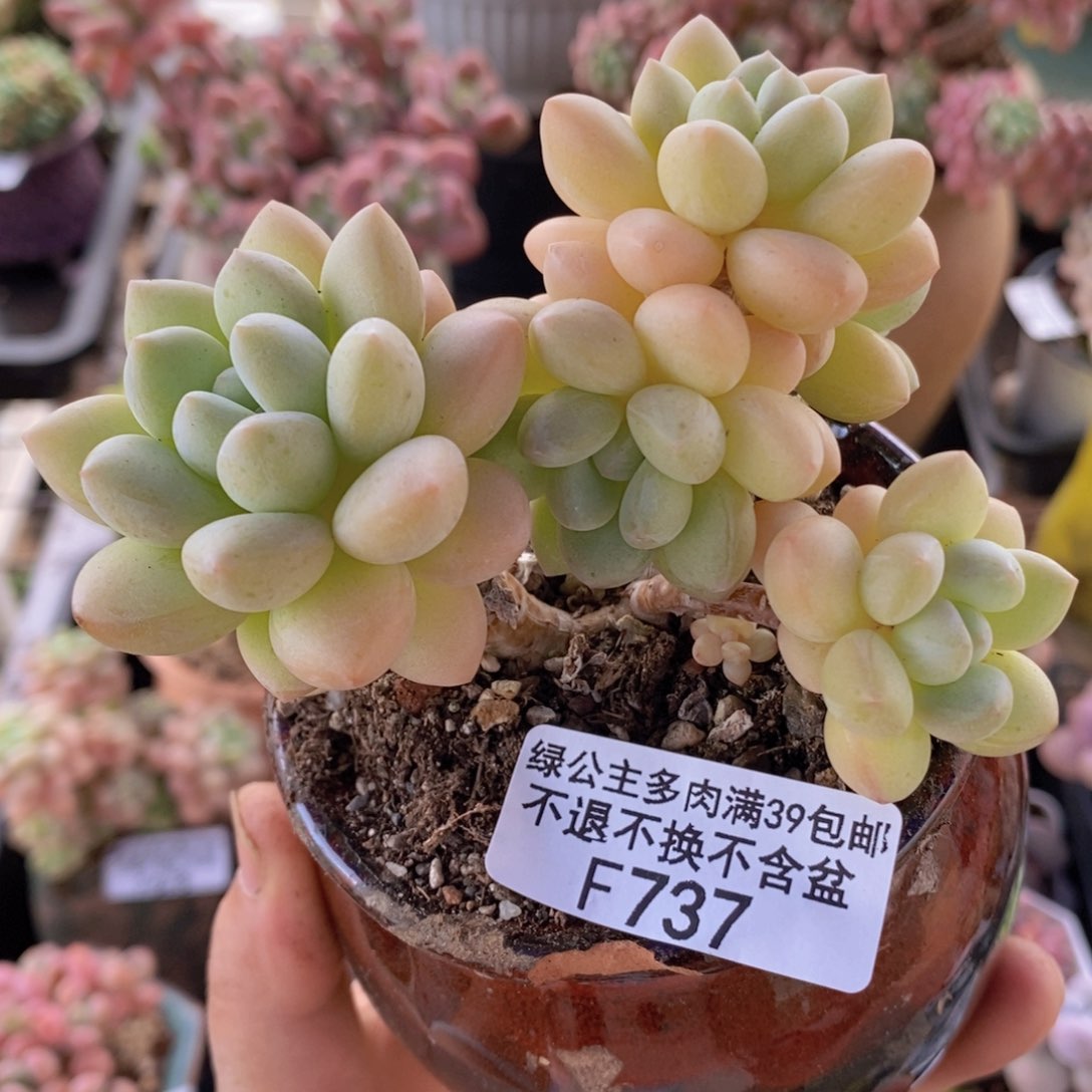 泡泡糖7cm737多肉植物