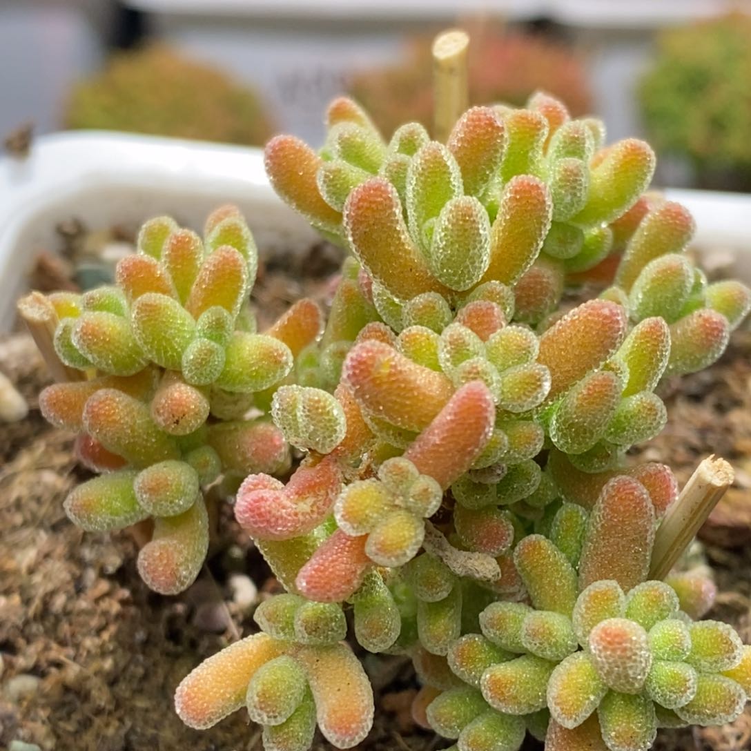 冰晶杂枝干番杏A113