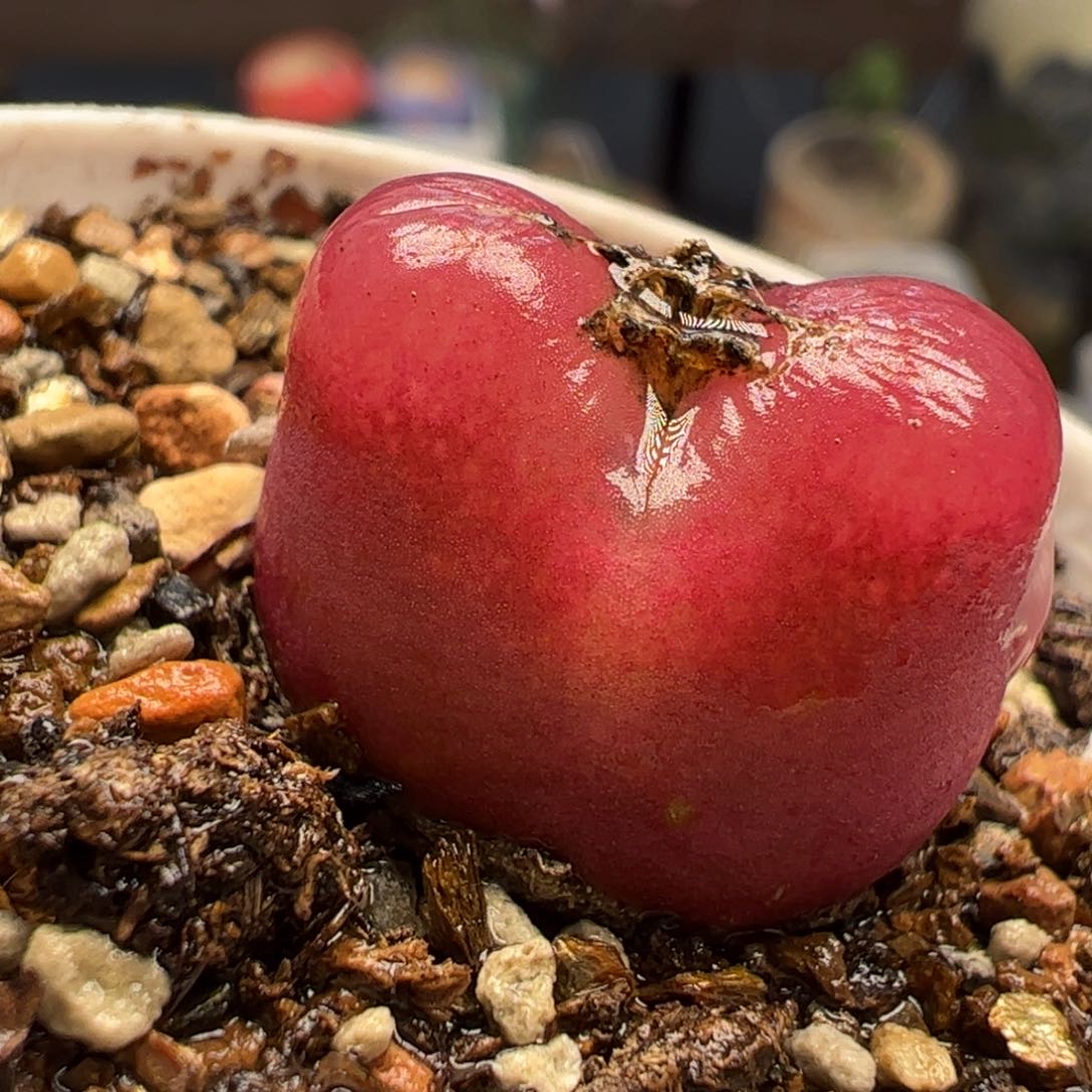 超毛多蟠桃植物百科