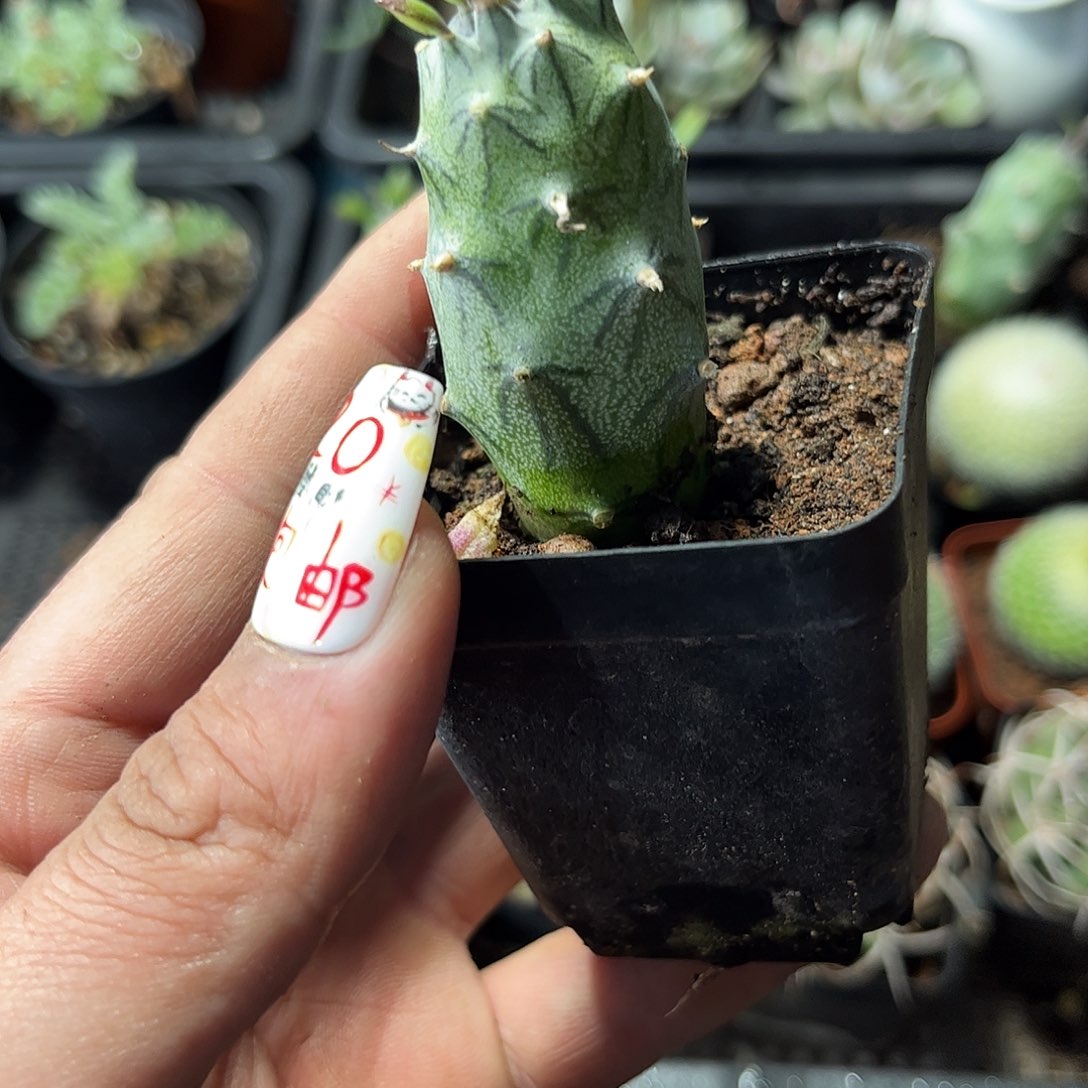 单头普西利菊单头发货