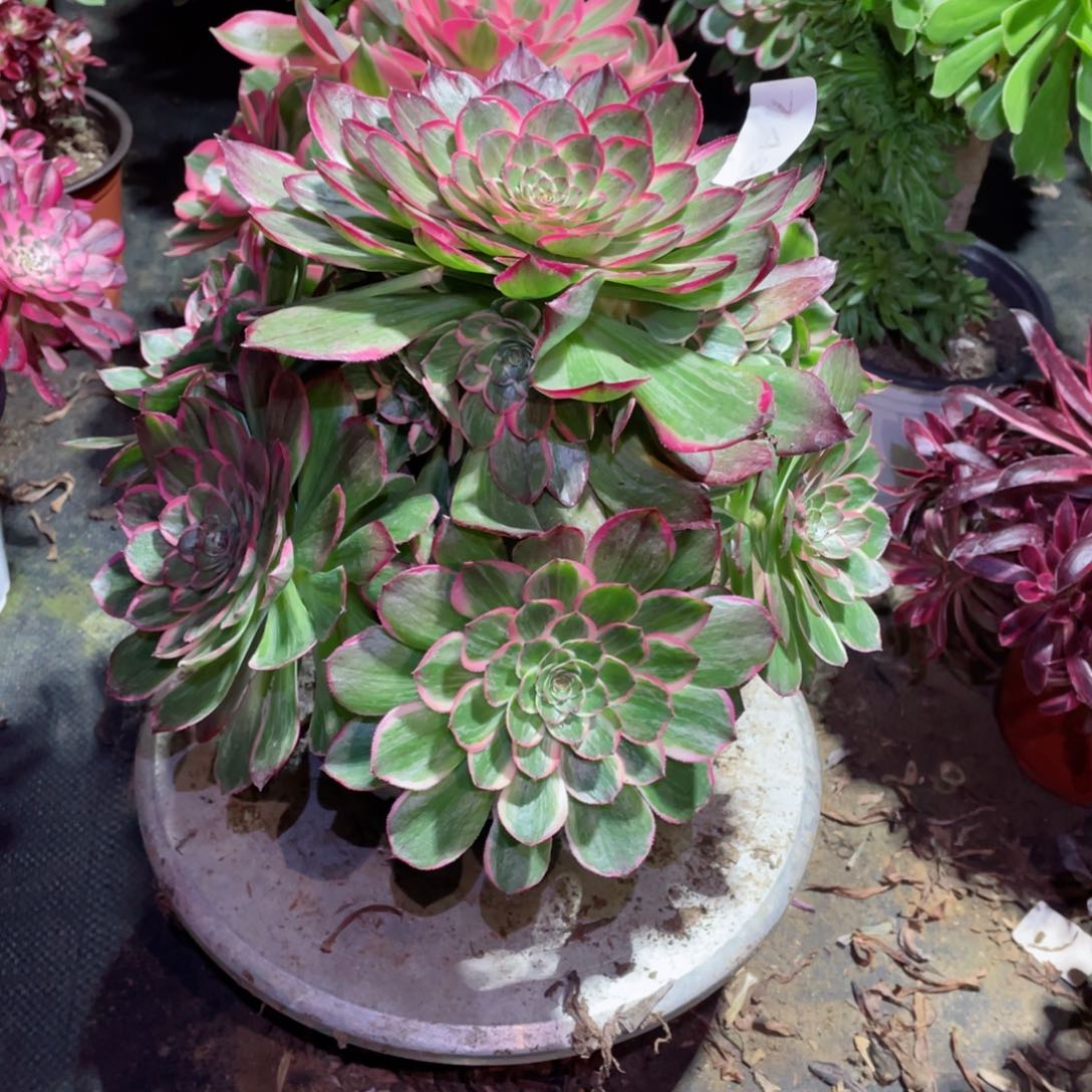 多肉植物莲花座742