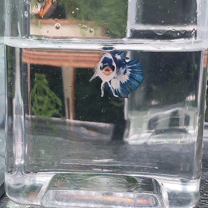 斗鱼听风观赏斗鱼