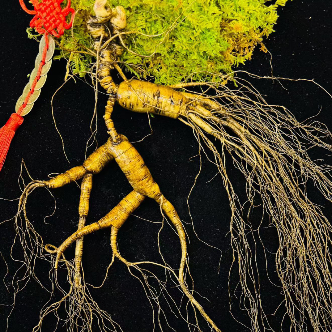 长白山新鲜林下参（改价链接一物一拍）