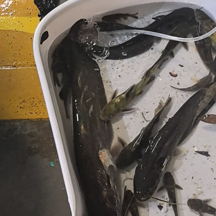 石台小李代购鲢鱼2条