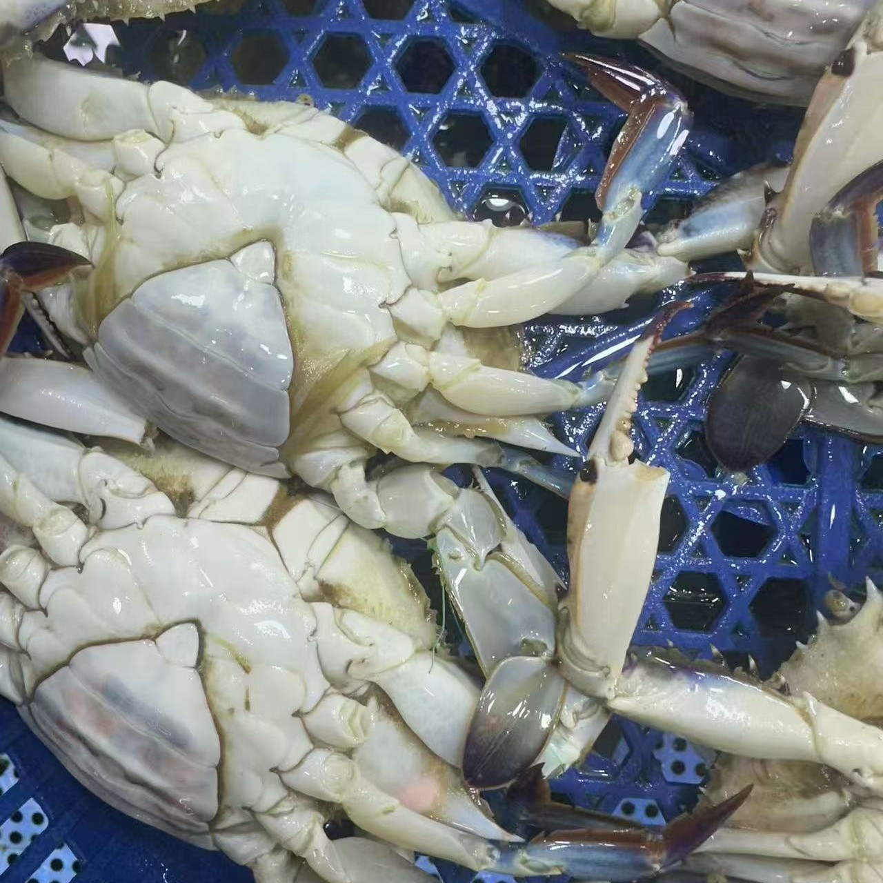 梭子蟹 4-6两 看好【保鲜不保活】3斤装 7只左右 部分缺爪 公母随机 加冰保鲜发货 介意勿拍