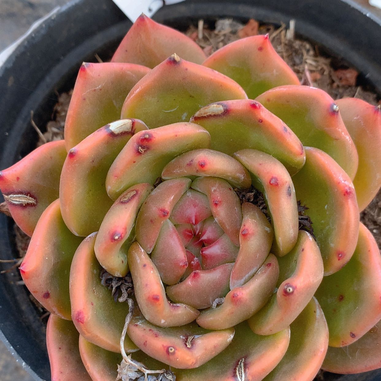 【闪购商品】云2376