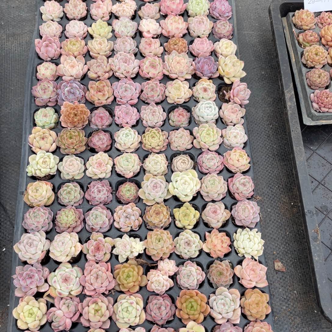 一物一拍128棵小苗29-184