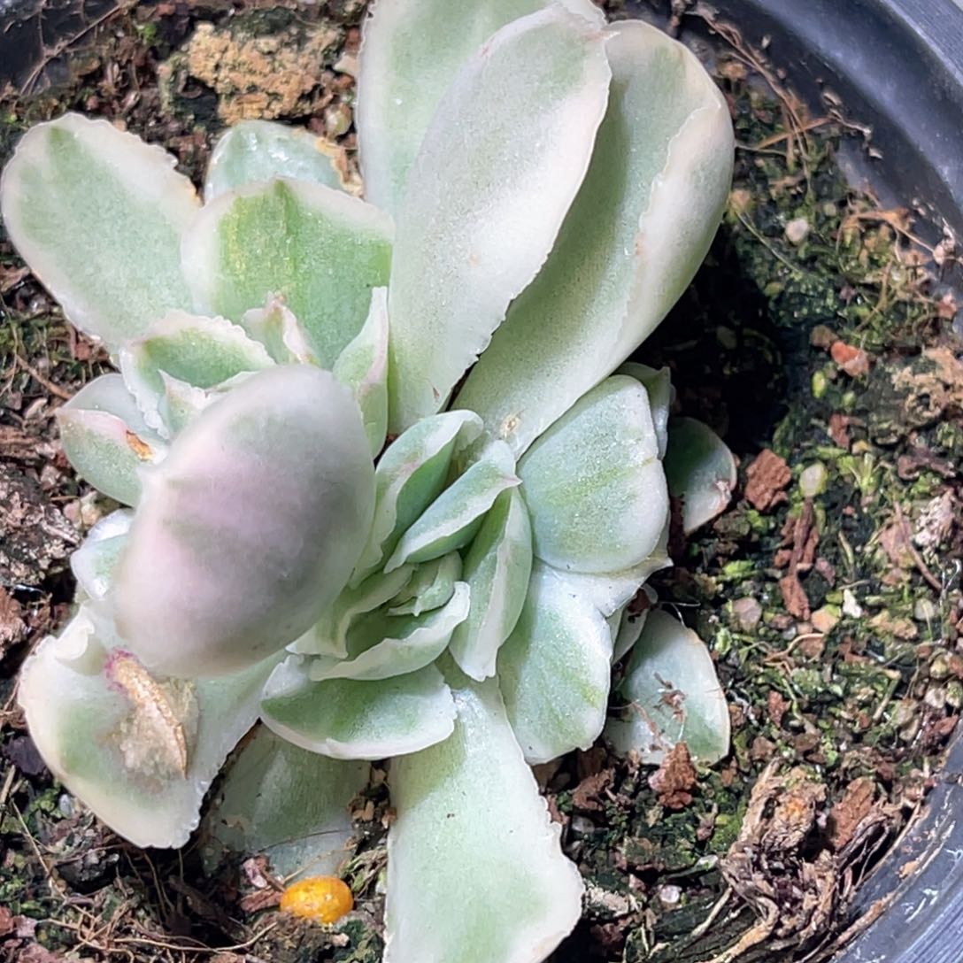 多肉特价紫蝴蝶锦底座