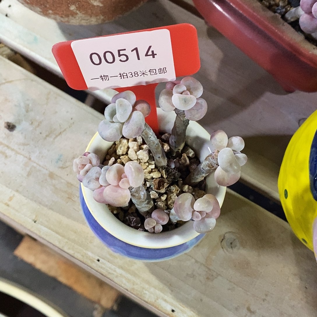 00514，啊啊KT啊璐璐莉莉