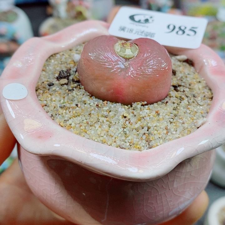 生石花花哈哈哈哈985