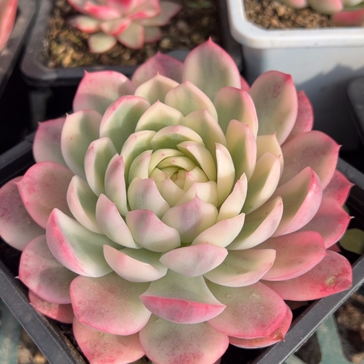 粉水晶锦一物一拍锦龙