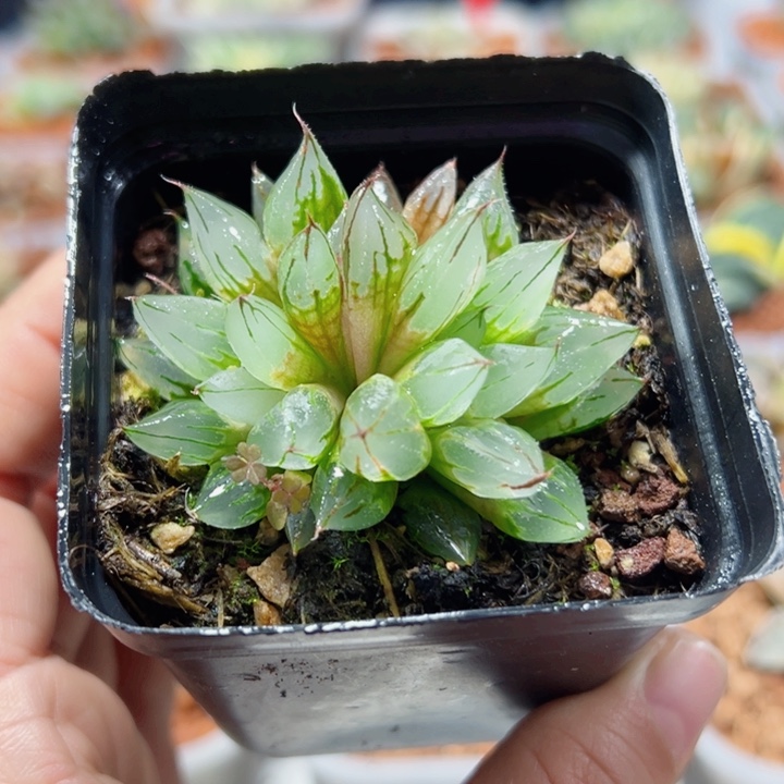 十二卷多肉西亚基