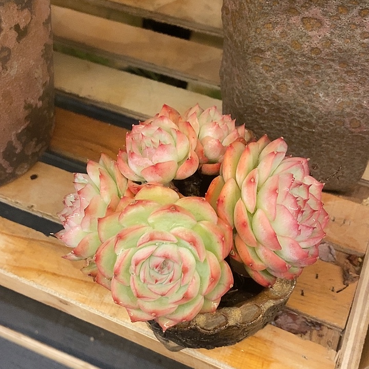 多肉植物肉肉植物