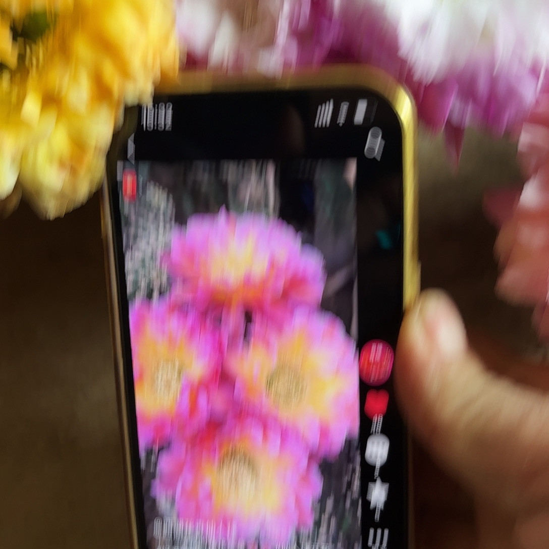 千金宝无根侧牙四公分