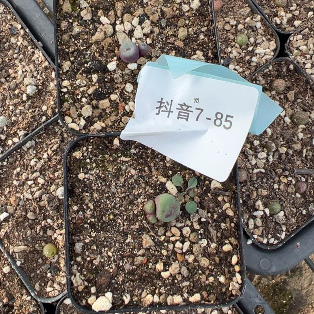 7-85肉锥多肉植物
