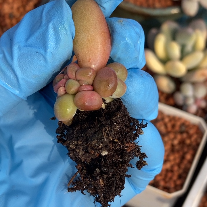 柠*.Kk奶酪锦多肉植物多肉