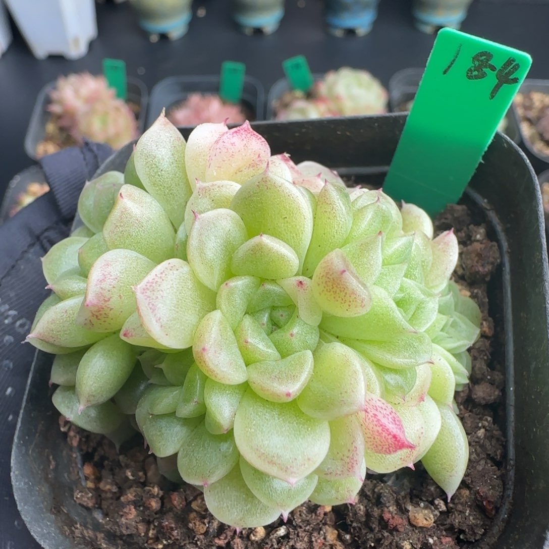 多肉 184   麦秆不包整6厘米盆h