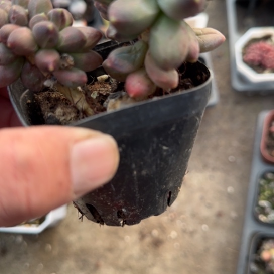 大***儿224千代田缀多肉植物多