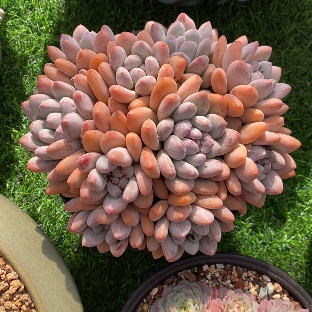 香水 一物一拍 多肉 