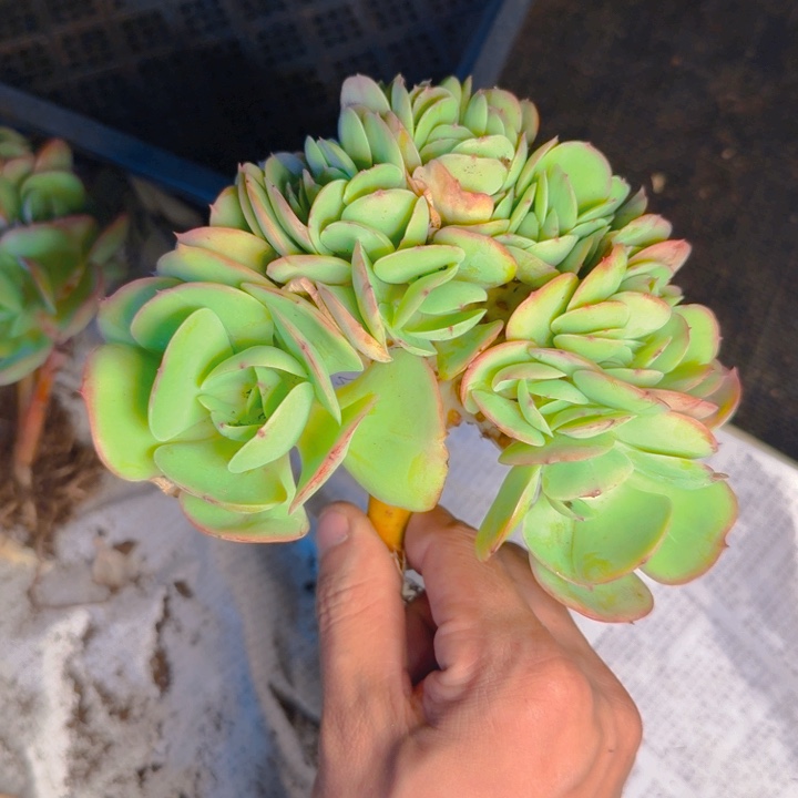 碧桃2号福利板子缀111111111