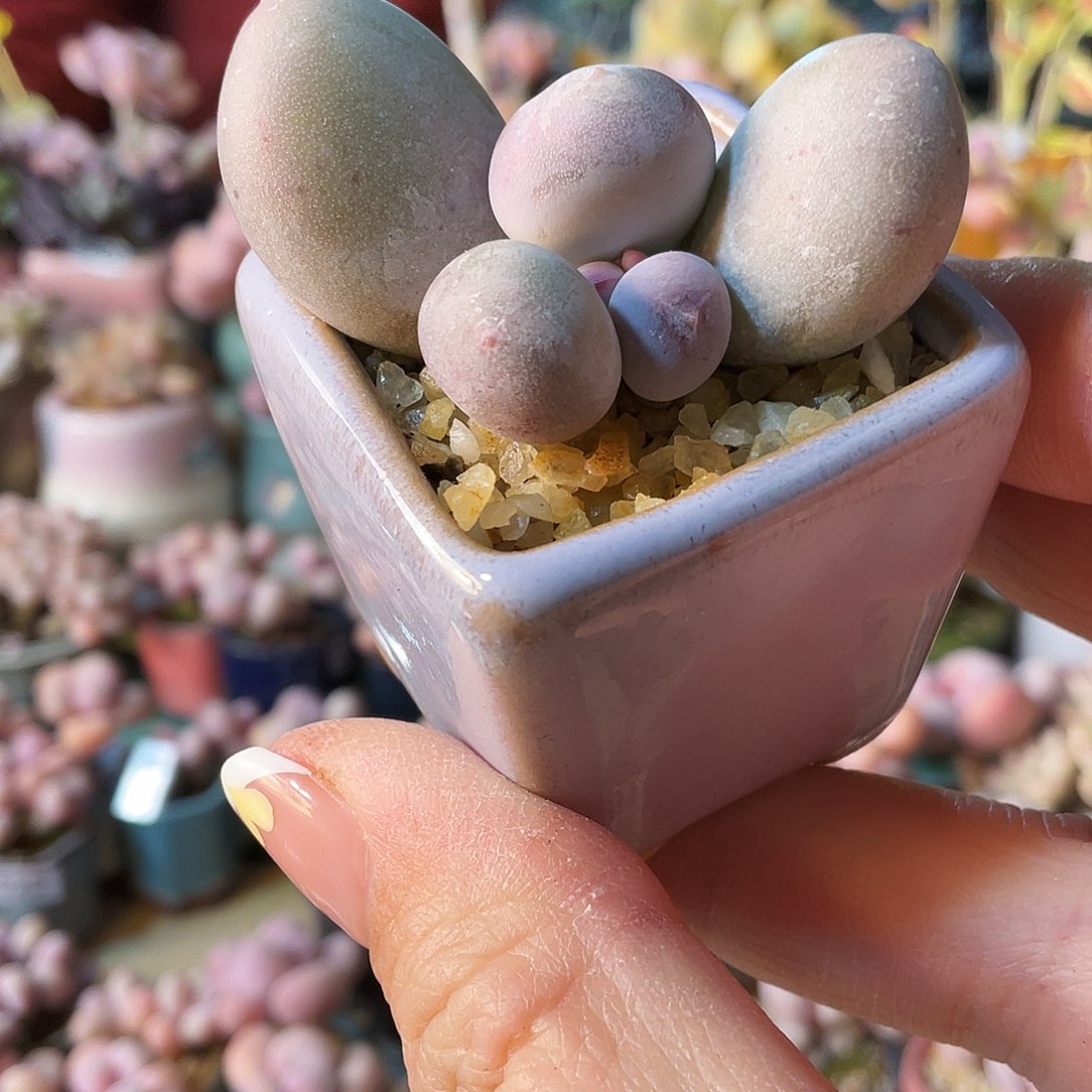 星****多肉植物的生长发育规律