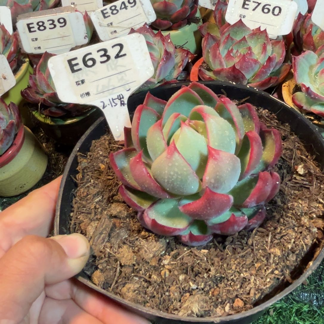 惊鸿一瞥632号多肉