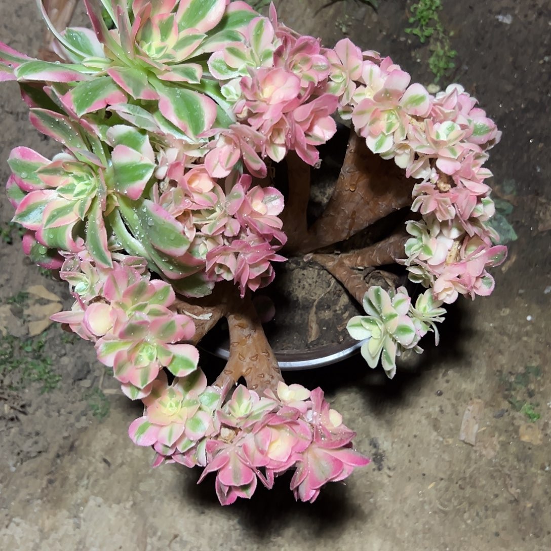 多肉粉女巫缀花母本168