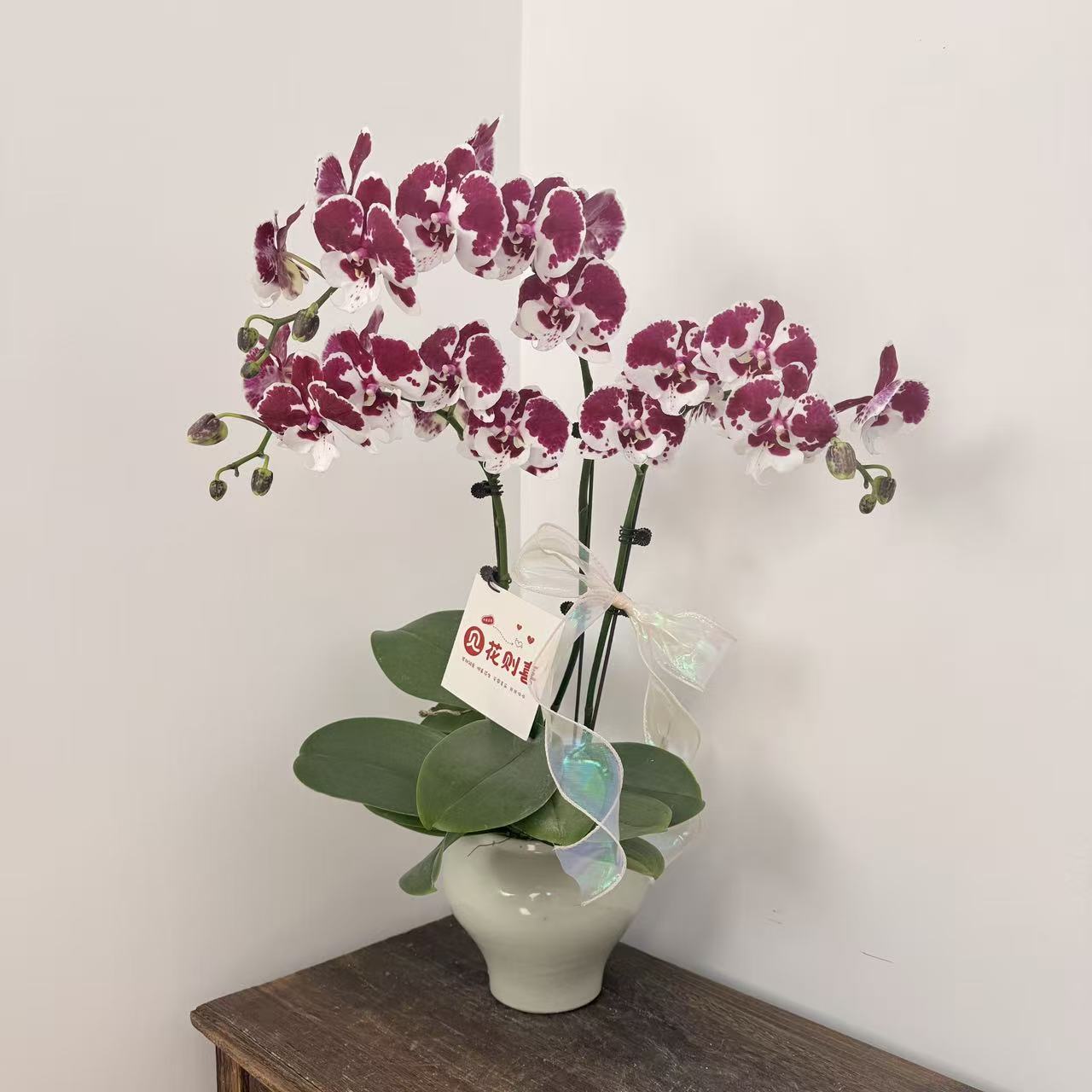 蝴蝶兰《一千零一夜》 小众稀有暗黑系  欧洲品种 室内花卉