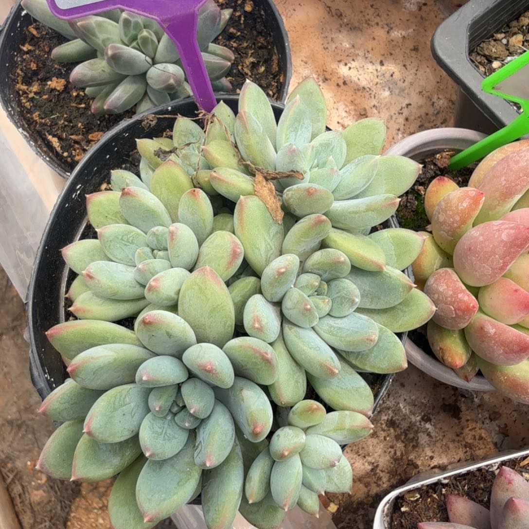 杰弗里尼多肉植物823