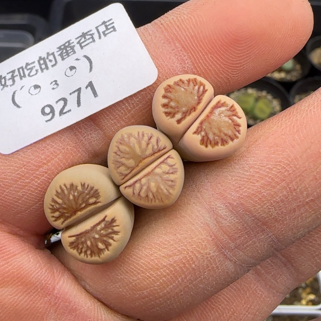 9271。默认脱土。18包邮。偏远88包邮