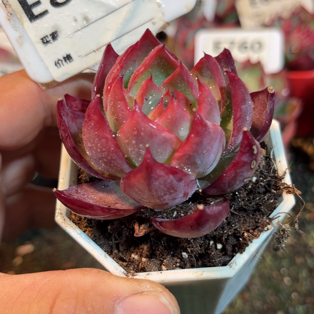 惊鸿一瞥822号多肉