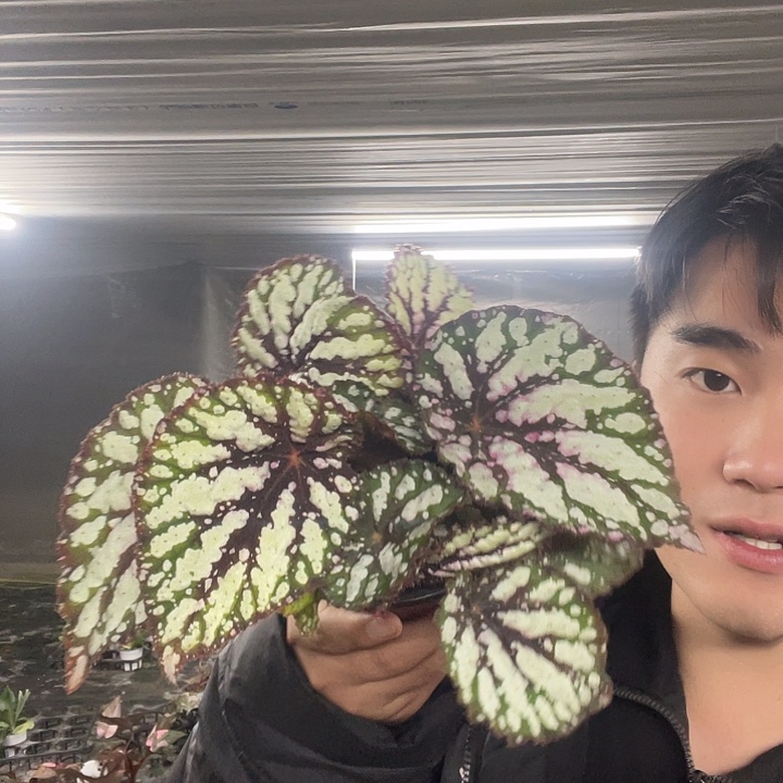 完全开放西与丽人秋海棠120