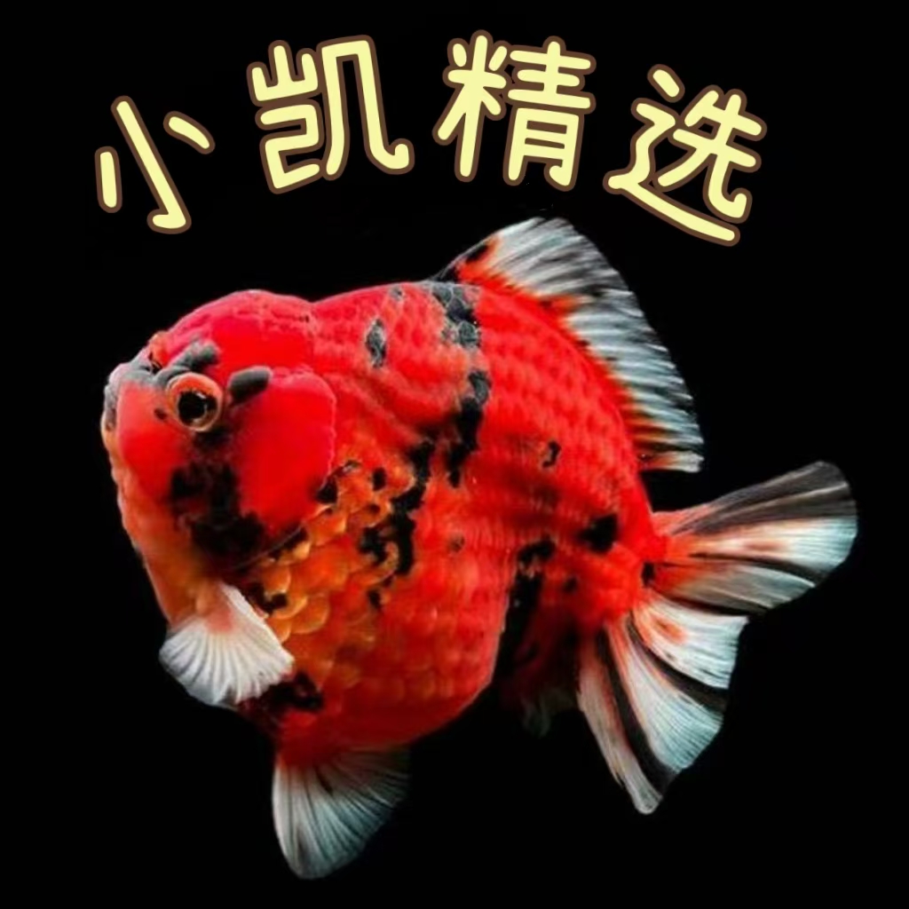 小凯福利百褶千褶鱼