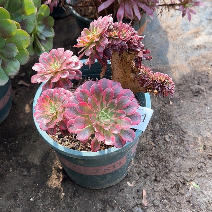 0431黑白缀多肉植物