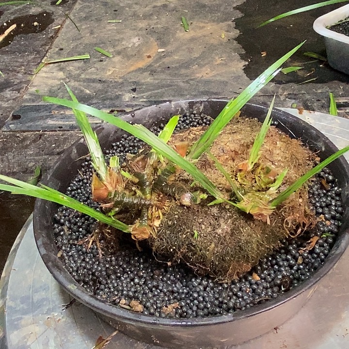 山***远无花朵石菖蒲这两人