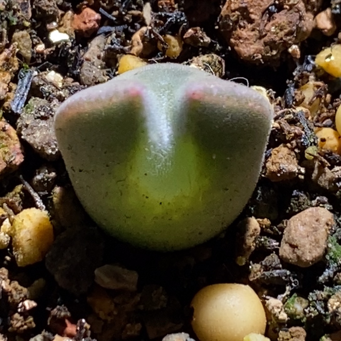 青蛙短耳空蝉胖嘟嘟