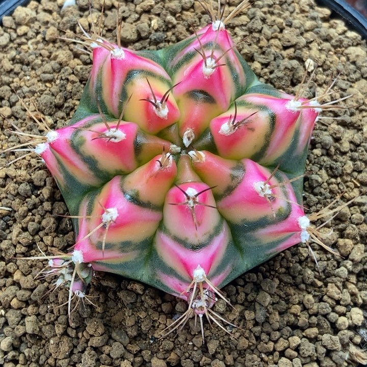 普卡妈妈的花田 米哈仙人球