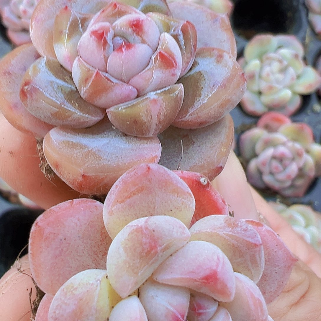 明月之心5颗19包邮多肉