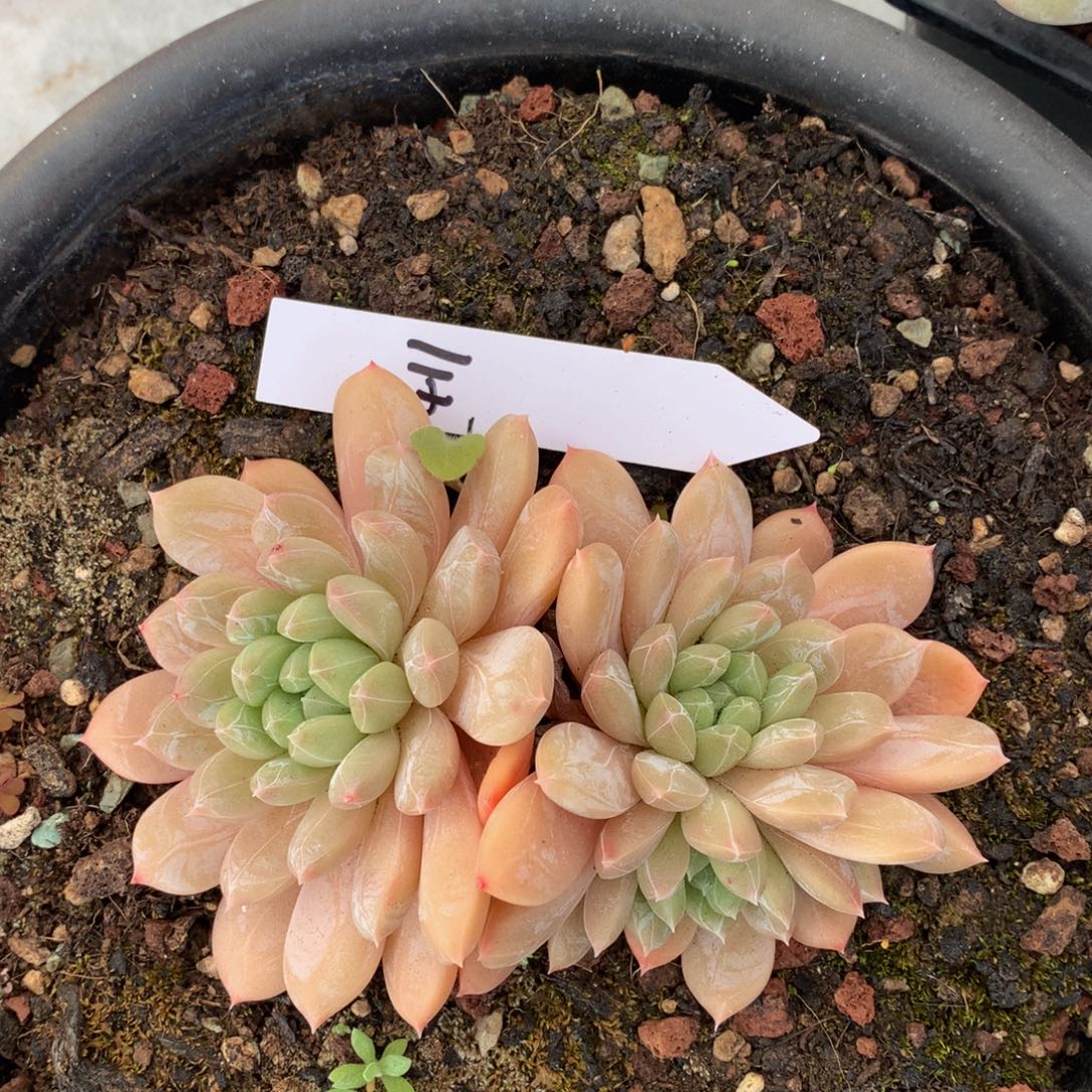 百达翡翠7272737273727