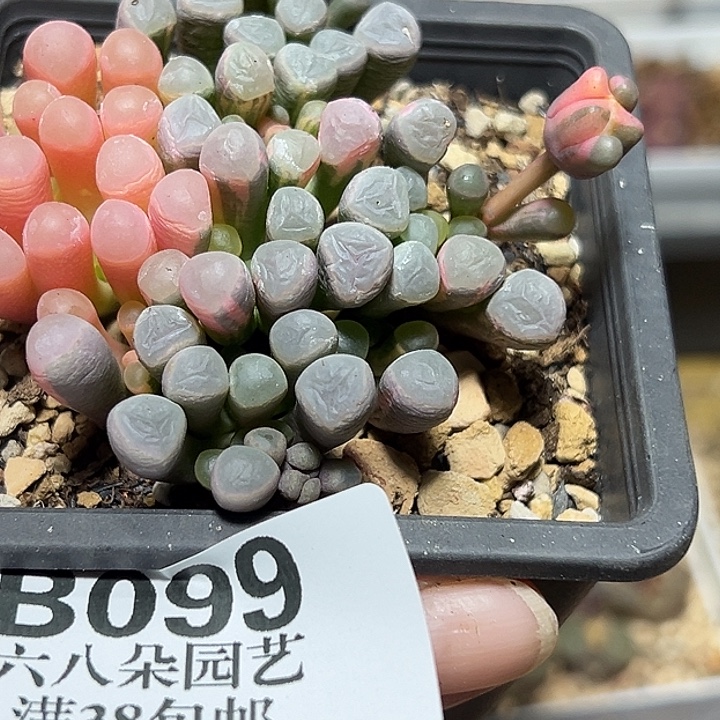 开***.099号五十铃玉錦多肉植物