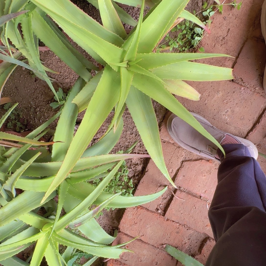 肆****块根植物块根植物