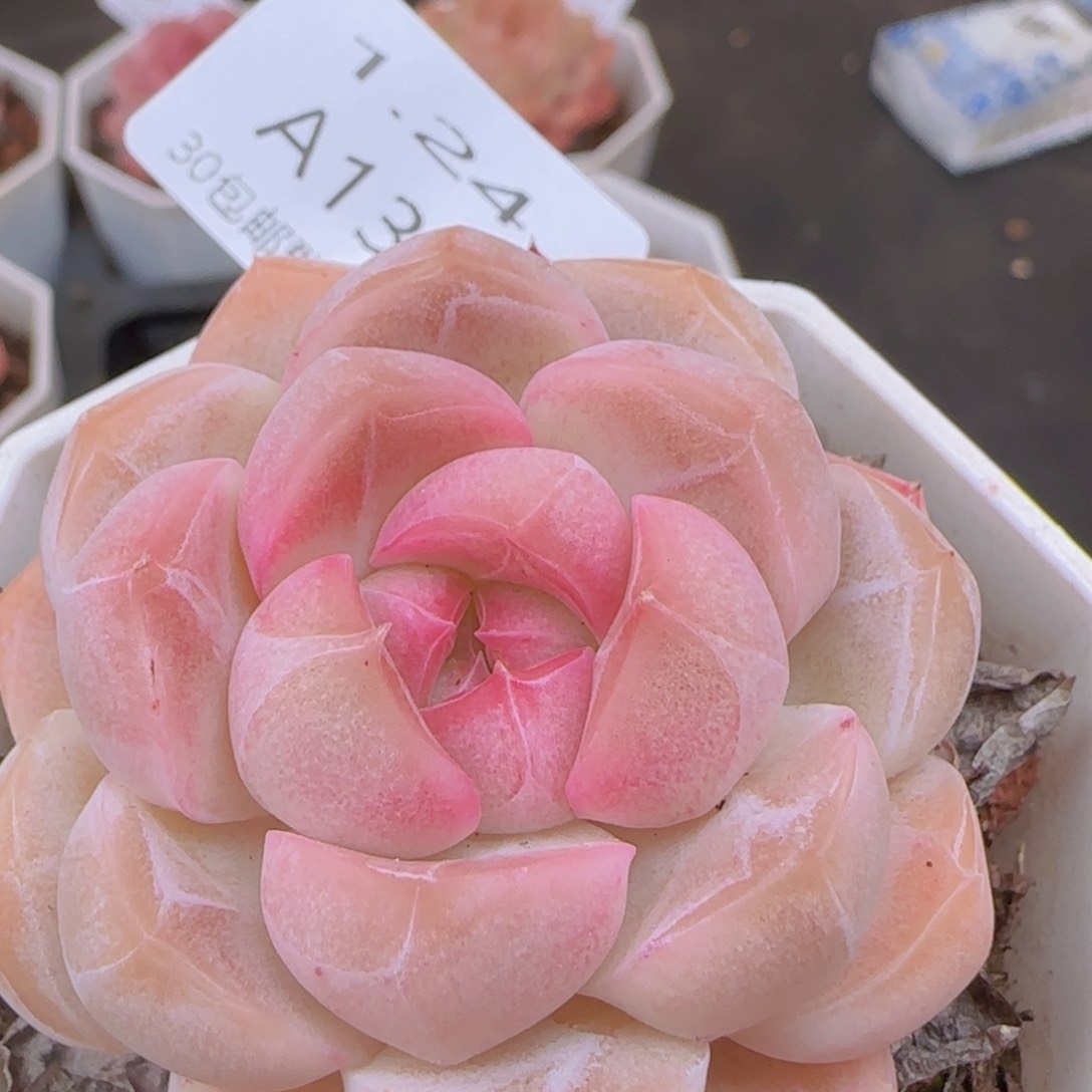 粉黛无双扣君心珍妮