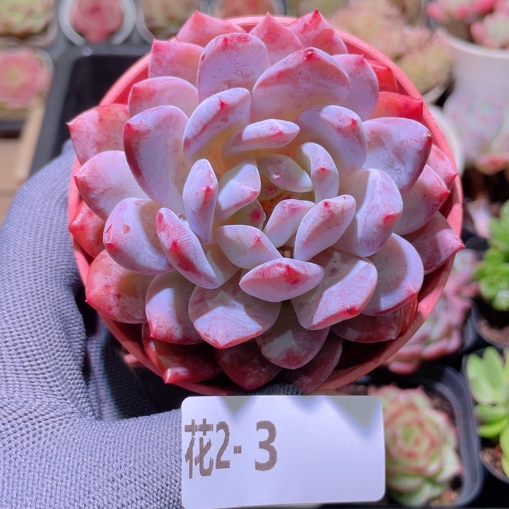 花利美 2-3橙梦露