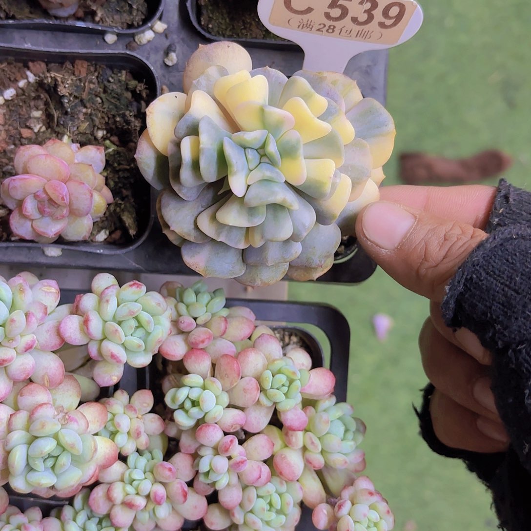 C539雪精灵锦一物语拍