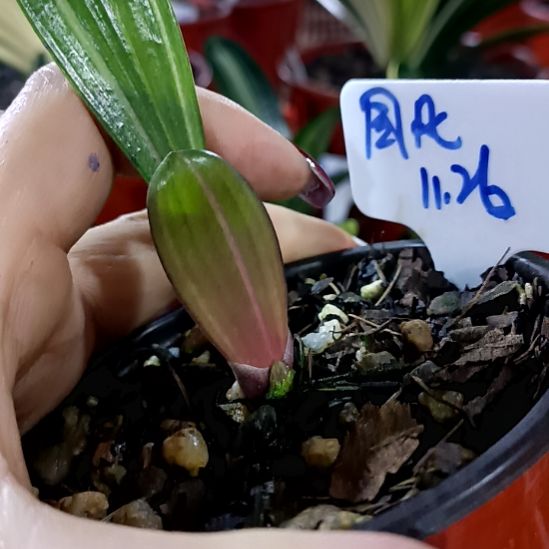 国***儿君子兰一物一拍谢谢