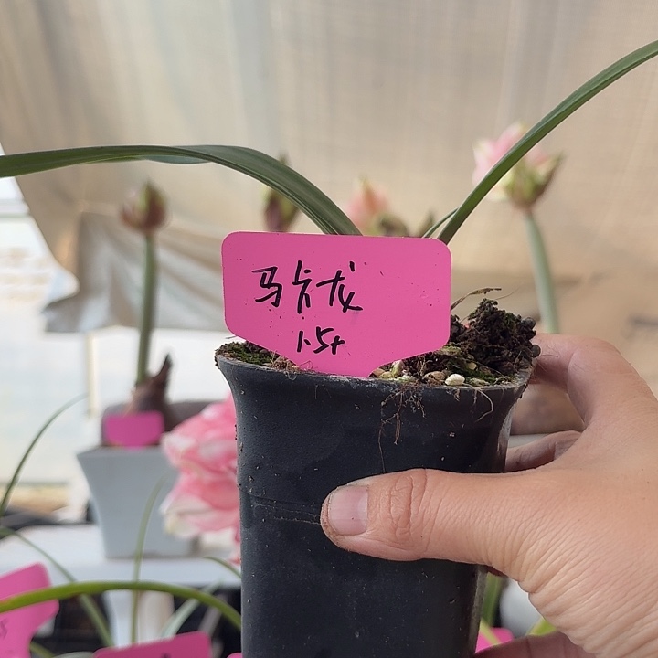 无花朵马卡龙朱顶红直径1.5