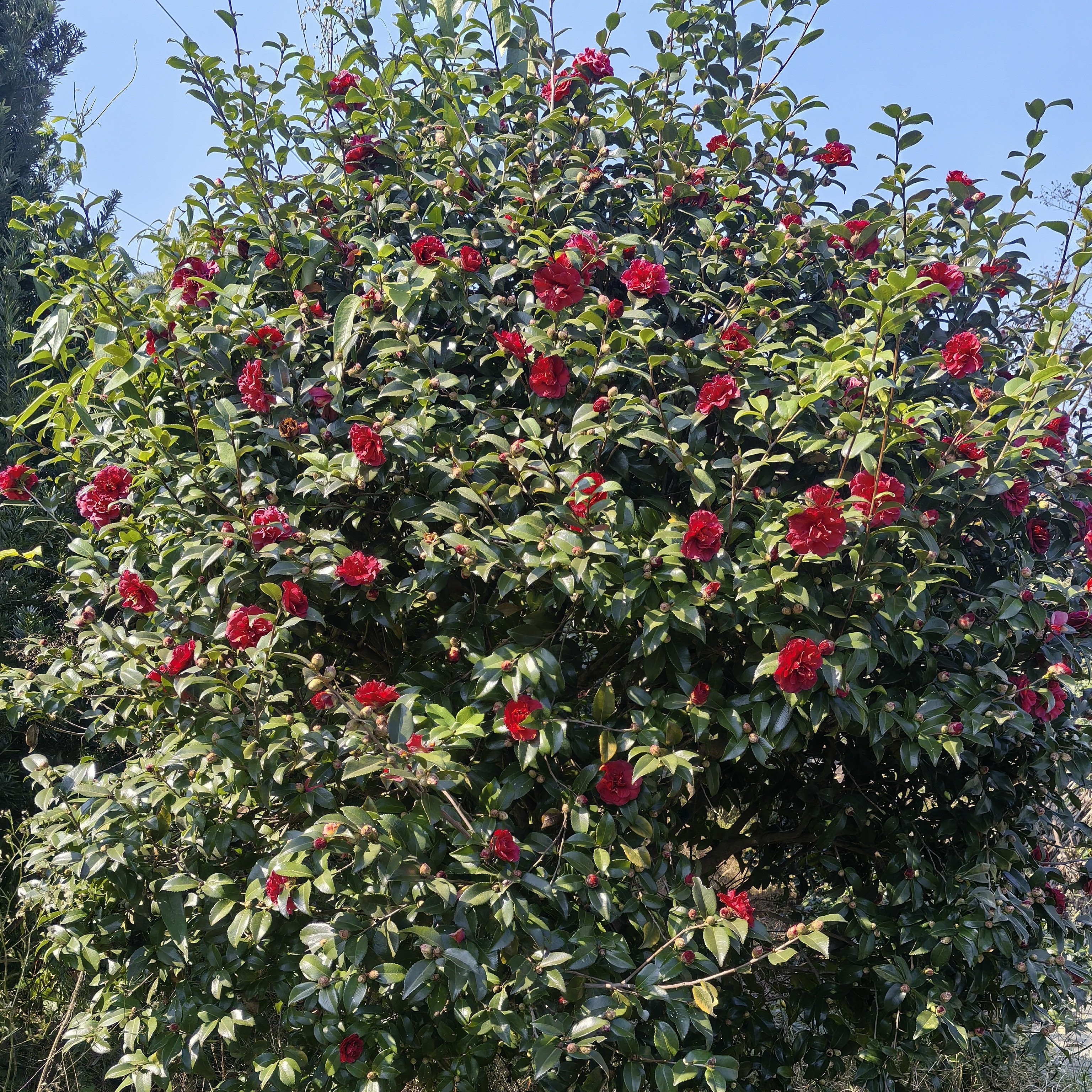 带花苞茶梅四季常绿耐寒耐旱可地栽盆栽高端庭院植物